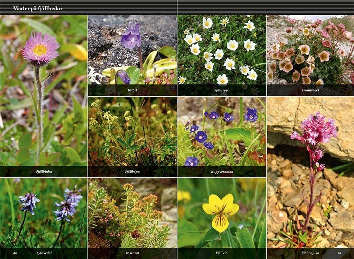 Fjällvandra i Härjedalen, view: 3