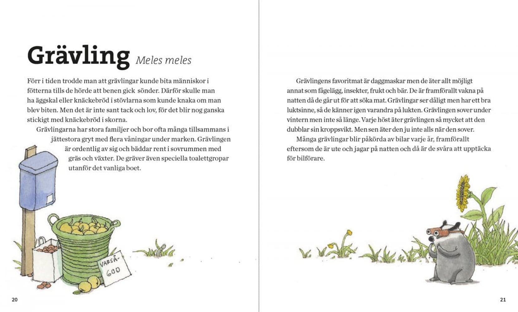 Svenska Däggdjur – lekfullt illustrerad fakta, view: 4