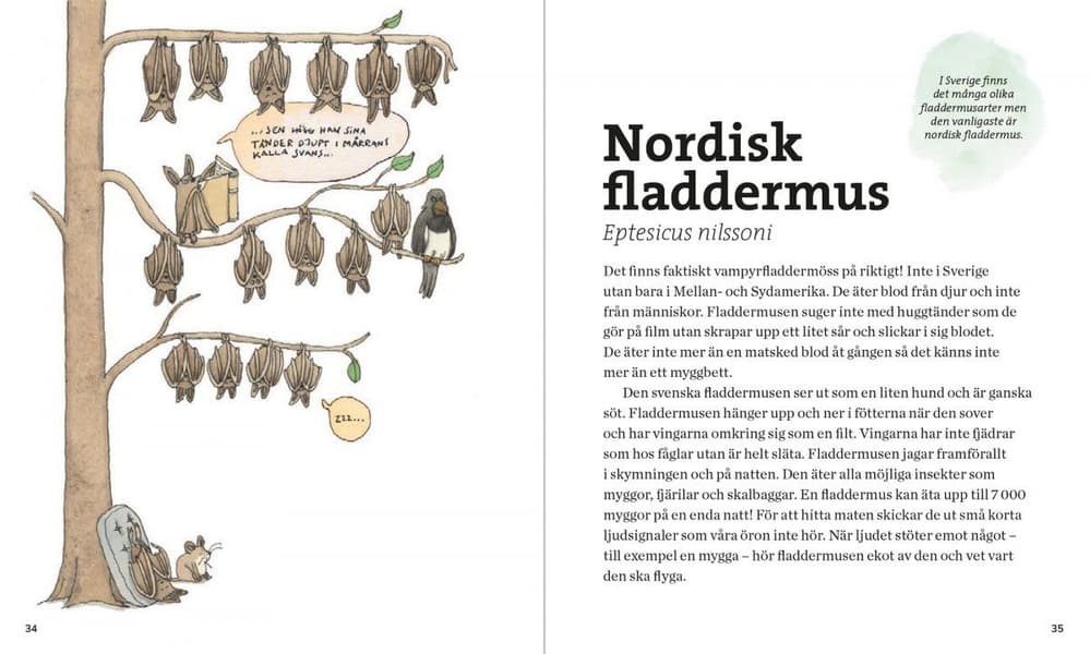 Svenska Däggdjur – lekfullt illustrerad fakta, view: 6