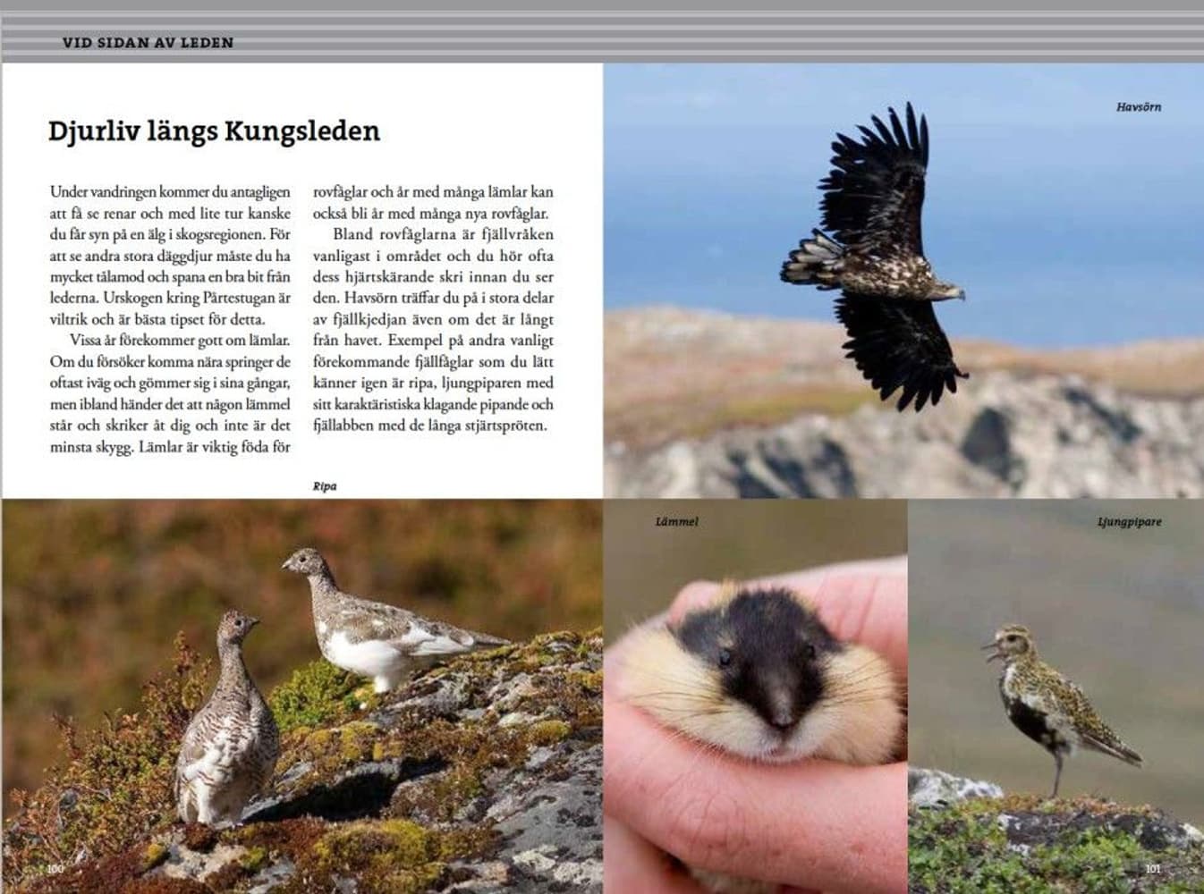 Fjällvandra längs Kungsleden: Abisko – Kvikkjokk 2:a uppl, view: 5