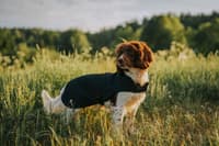 Hybrid Dog Rug Black - view: 1