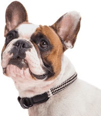 Collar Mauerpark XS-XL Zick Zack Black - view: 1