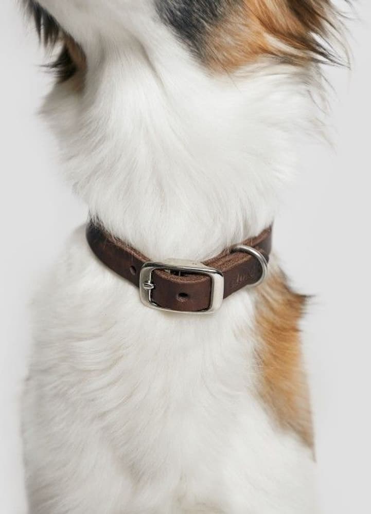 Halsband Riverside Park Size M Saddle Brown, view: 3