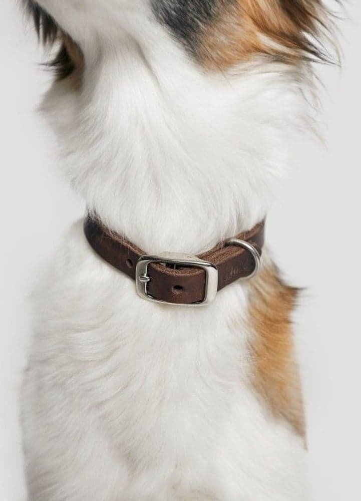 Halsband Riverside Park Size L-XL Saddle Brown, view: 3