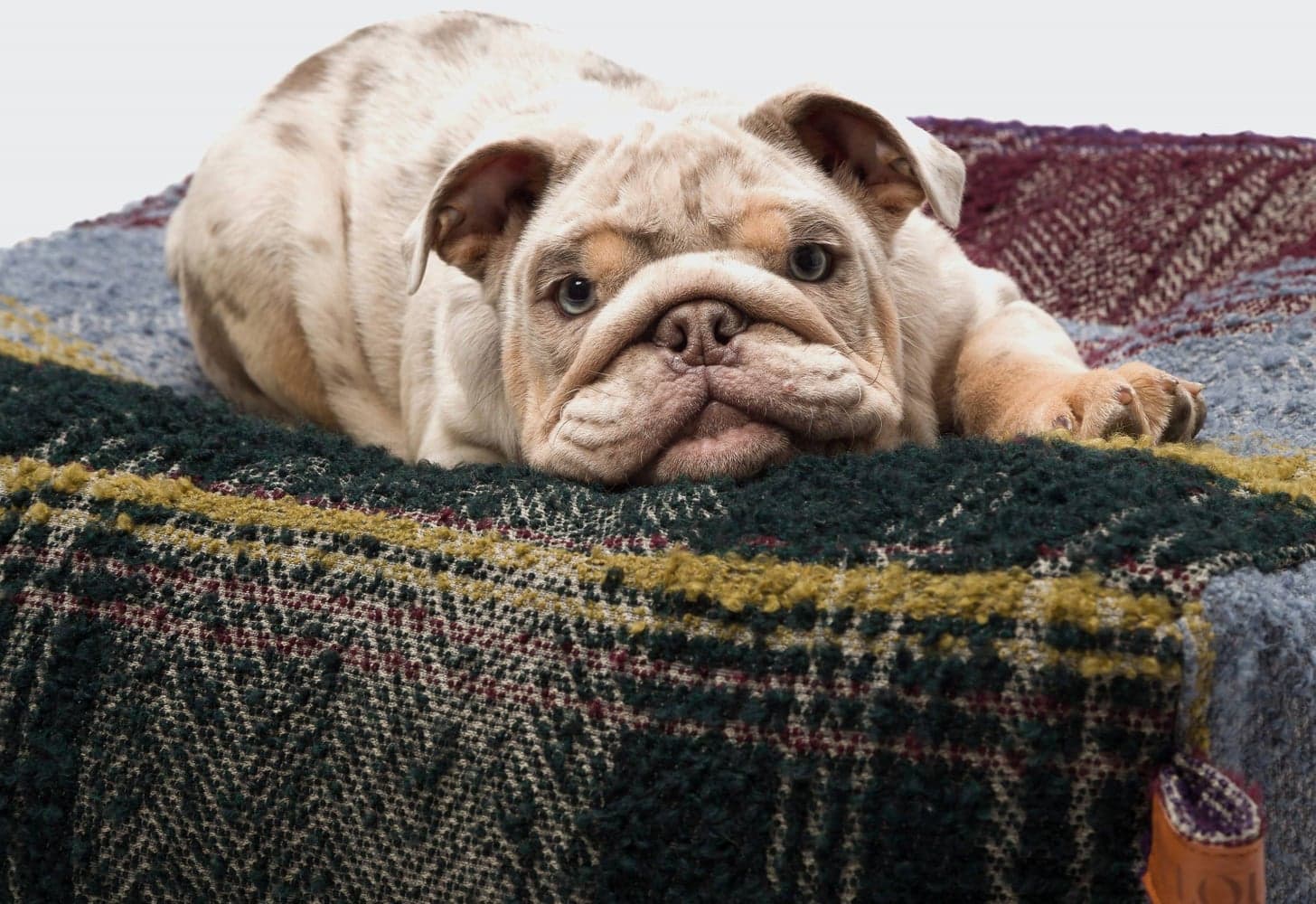 Cube M Tartan Purple, view: 3