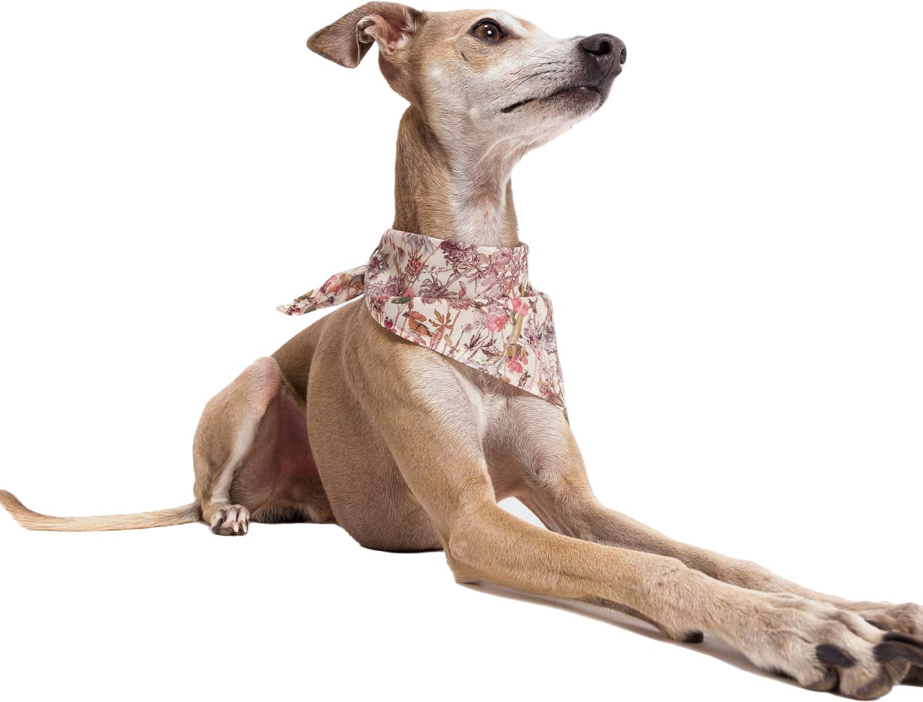 Bandana L Wild Blossom, view: 4