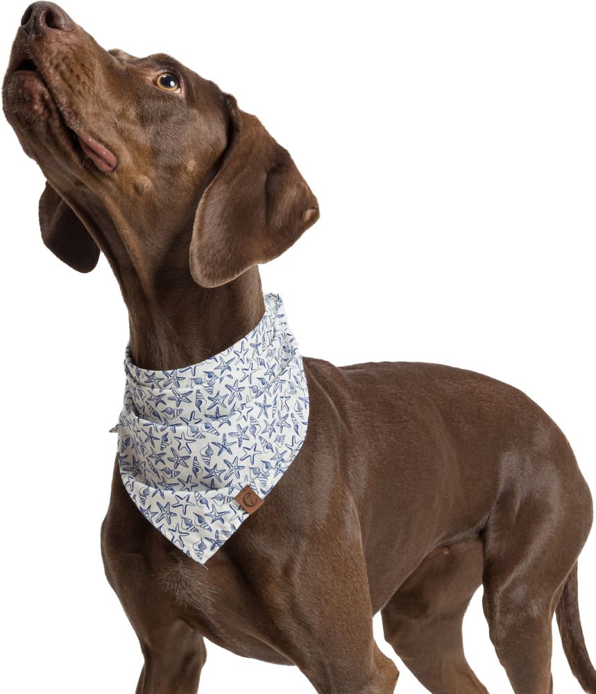 Bandana S Sea Stars, view: 3