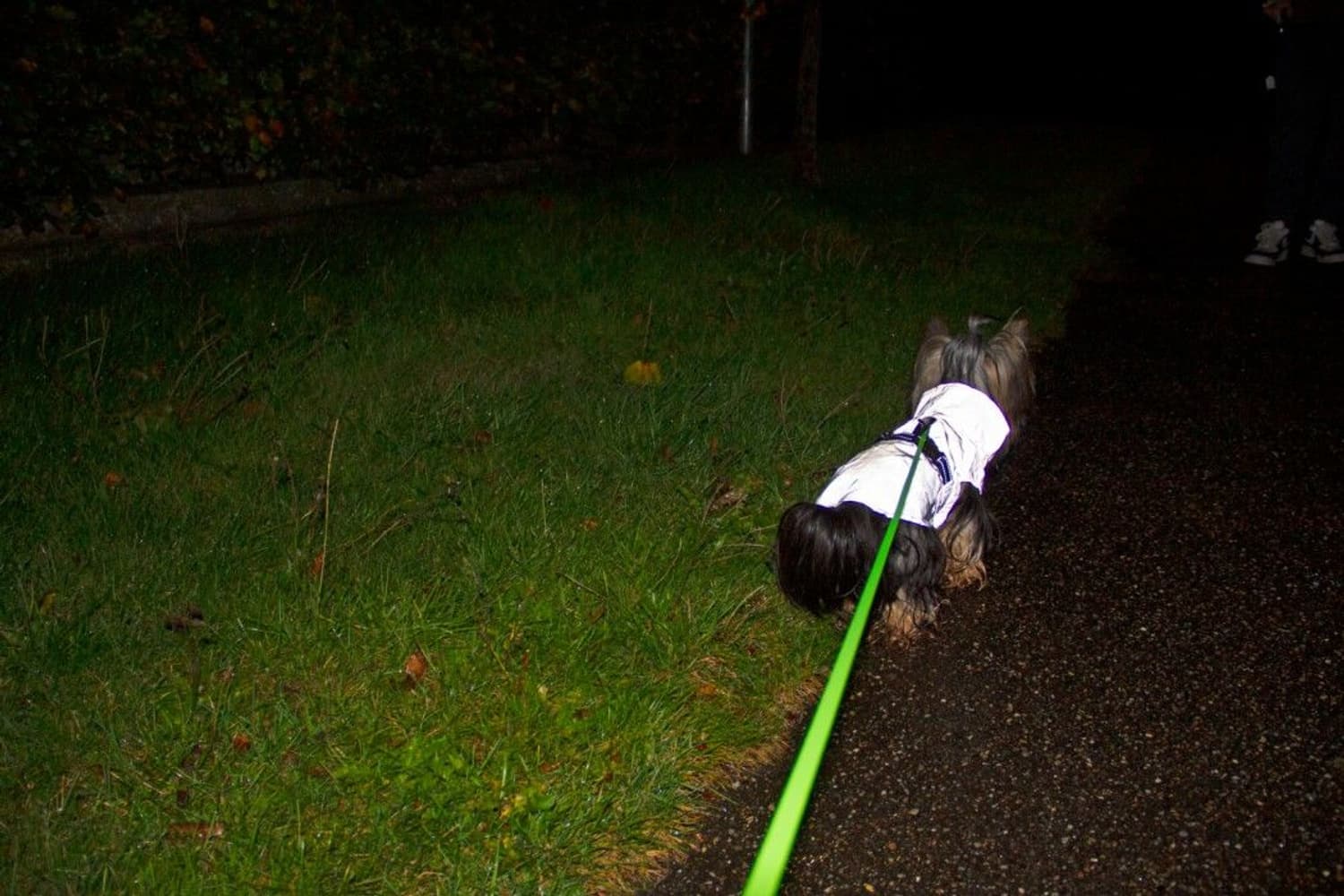 Reflective Dog Jacket XS-S 25-30 cm, view: 1