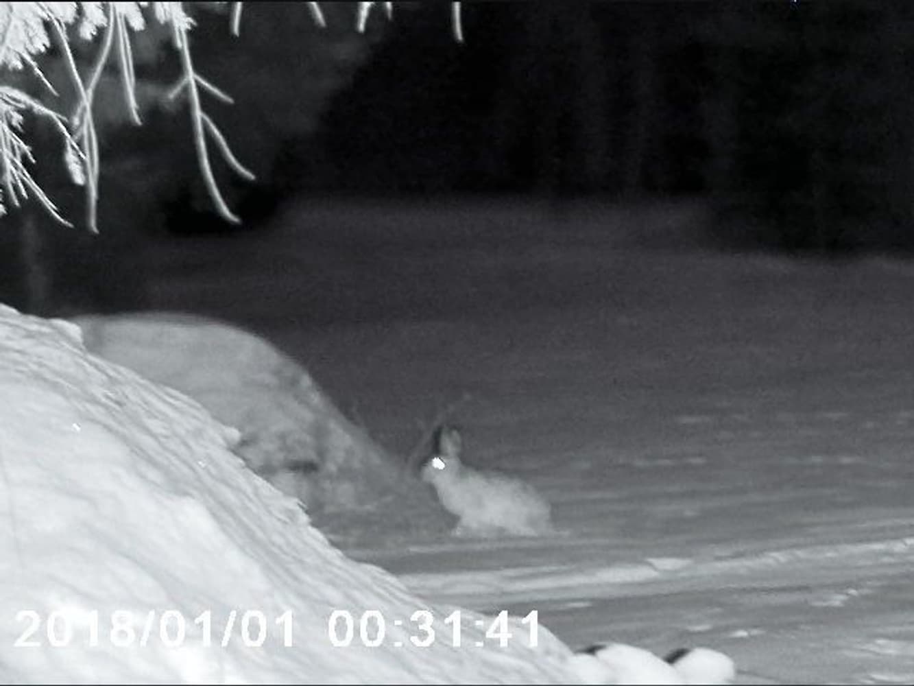 NV-400 Nattkikkert, view: 8