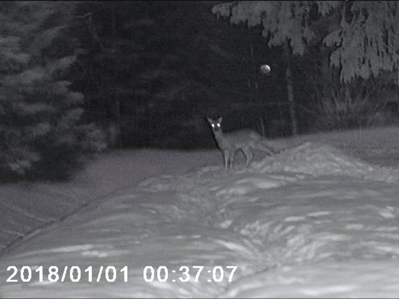 NV-400 Nattkikkert, view: 6