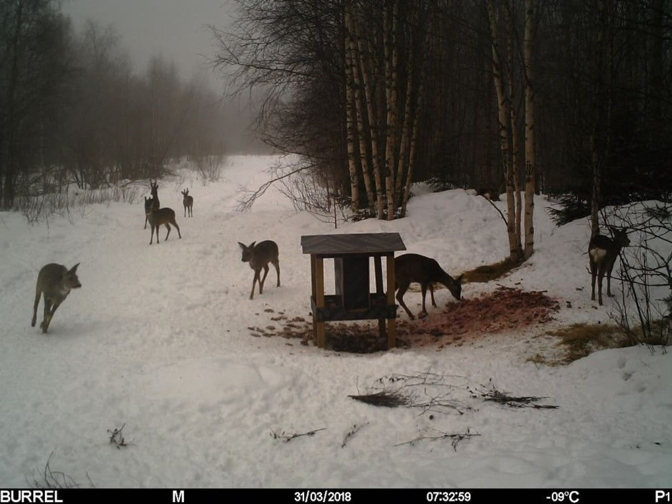 S12 HD+MMS II Sendende Viltkamera, view: 4