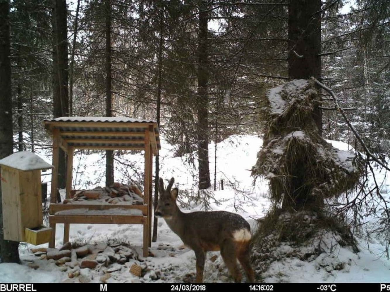 S12 HD+MMS II Sendende Viltkamera, view: 6