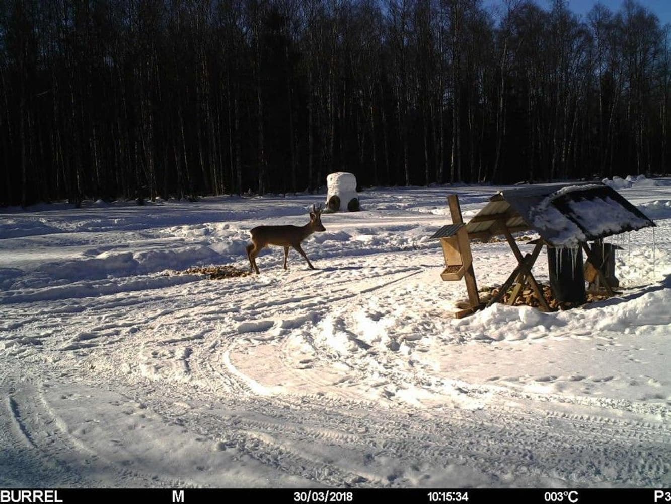 S12 HD+MMS II Sendende Viltkamera, view: 7