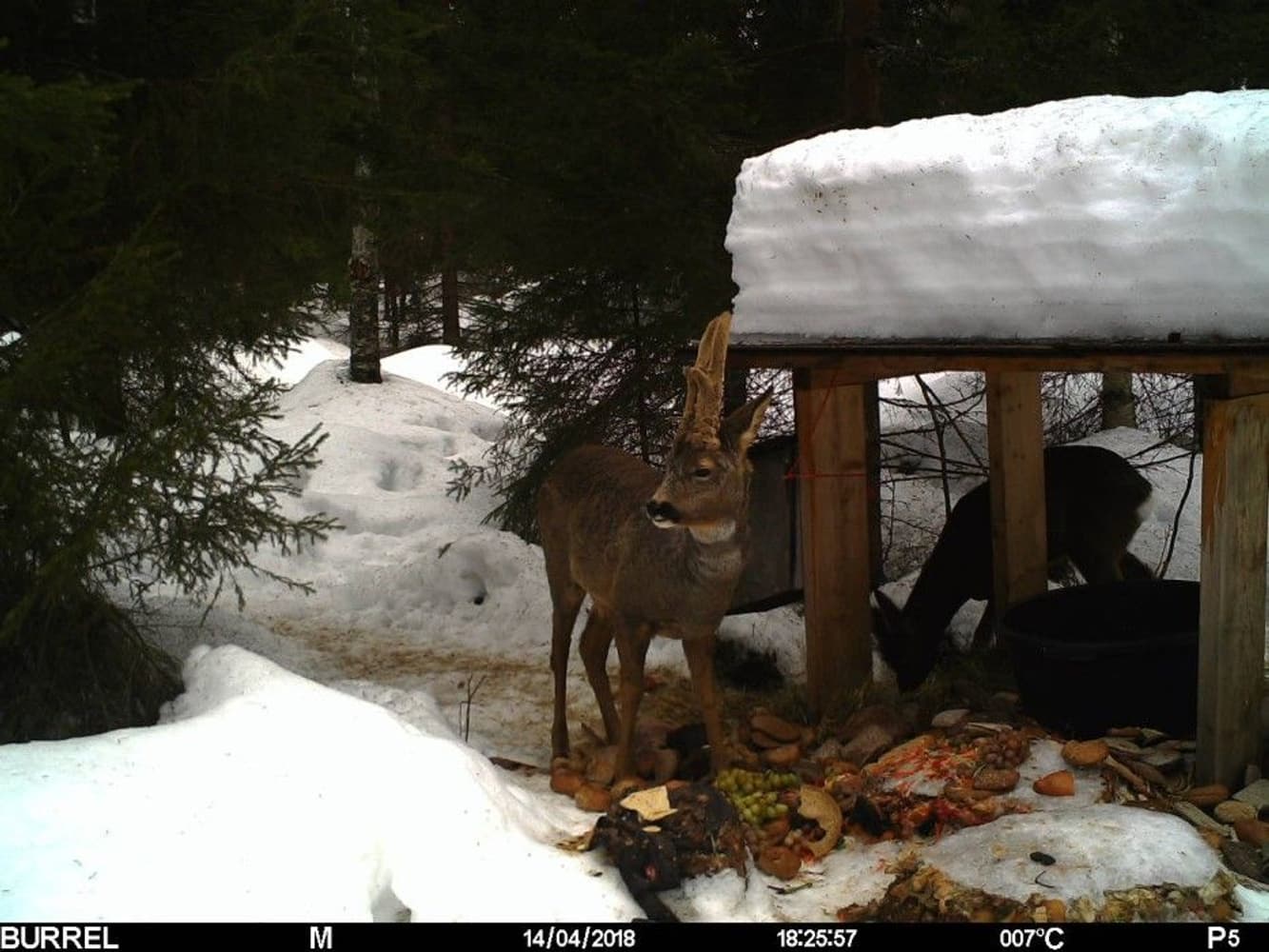 S12 HD+MMS II Sendende Viltkamera, view: 5