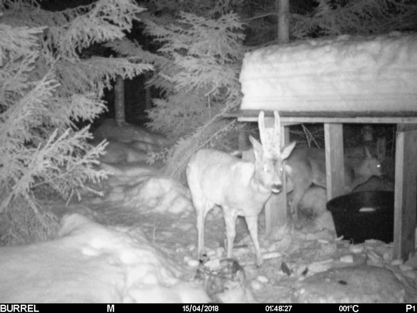 S12 HD+MMS II Sendende Viltkamera, view: 8