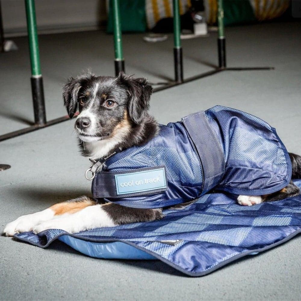 Back on Track Cool on Track Hundedekken Blå 40 cm, view: 1