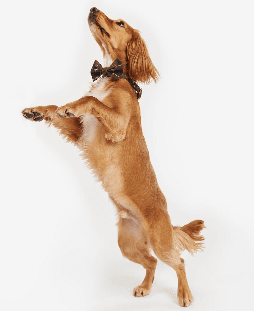 Tartan Dog Bow Tie Classic Tartan, view: 2