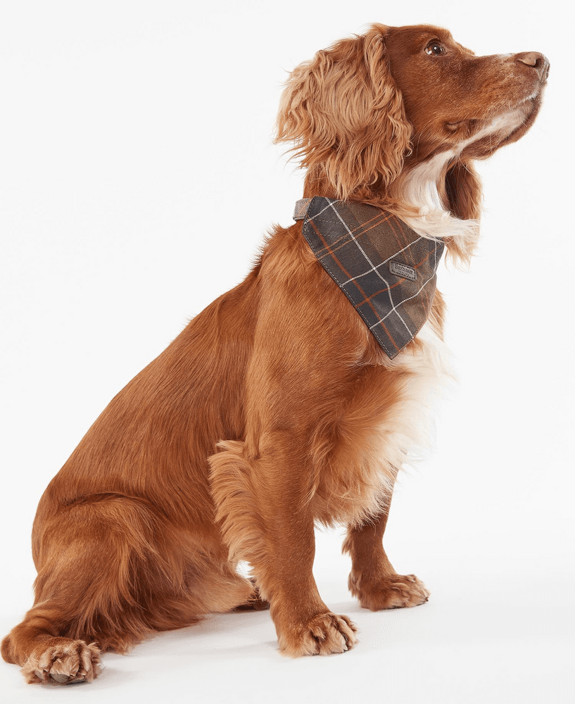 Tartan Dog Bandana Classic Tartan, view: 3