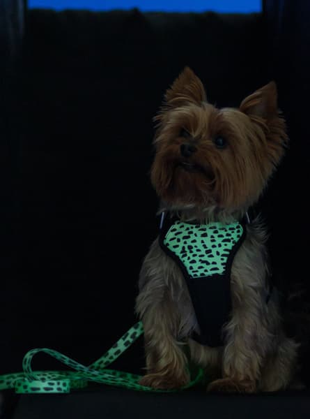 Paikka Harness 2.0, view: 5