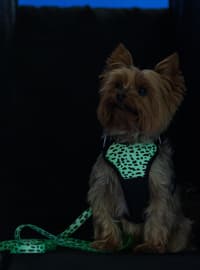 Paikka Harness 2.0 - view: 5