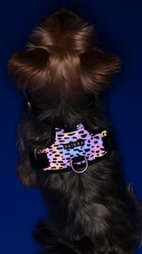 Paikka Harness 2.0 - view: 3