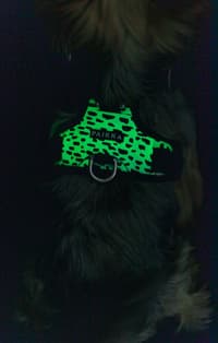 Paikka Harness 2.0 - view: 4