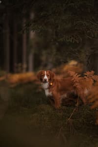 Amber Dual - view: 2