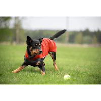 Jumppa 60-65 cm Habanero - view: 1