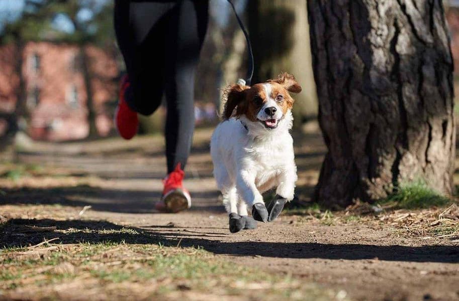 Dog Boots Black L, view: 5