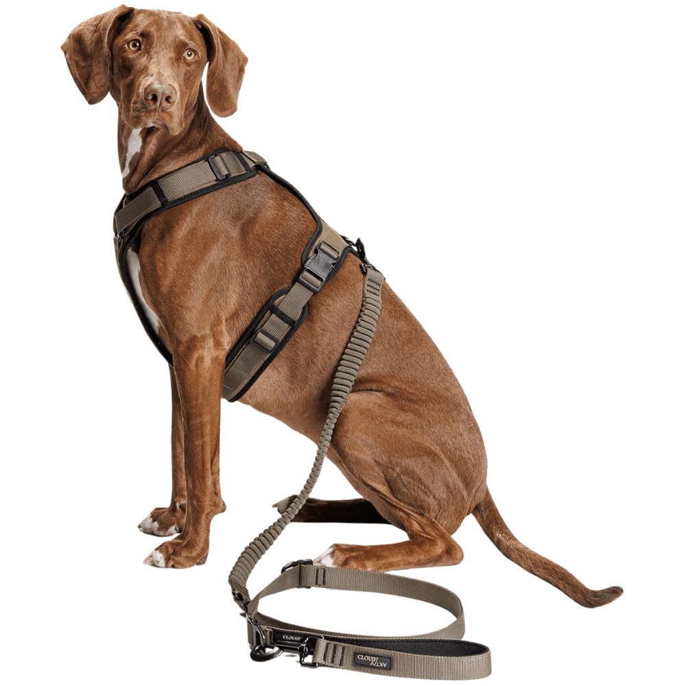 L-2-Jogging-Leash L Olive, view: 2