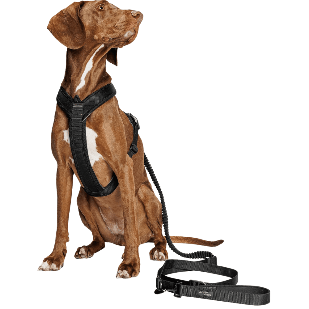 L-2-Jogging-Leash S Black, view: 2