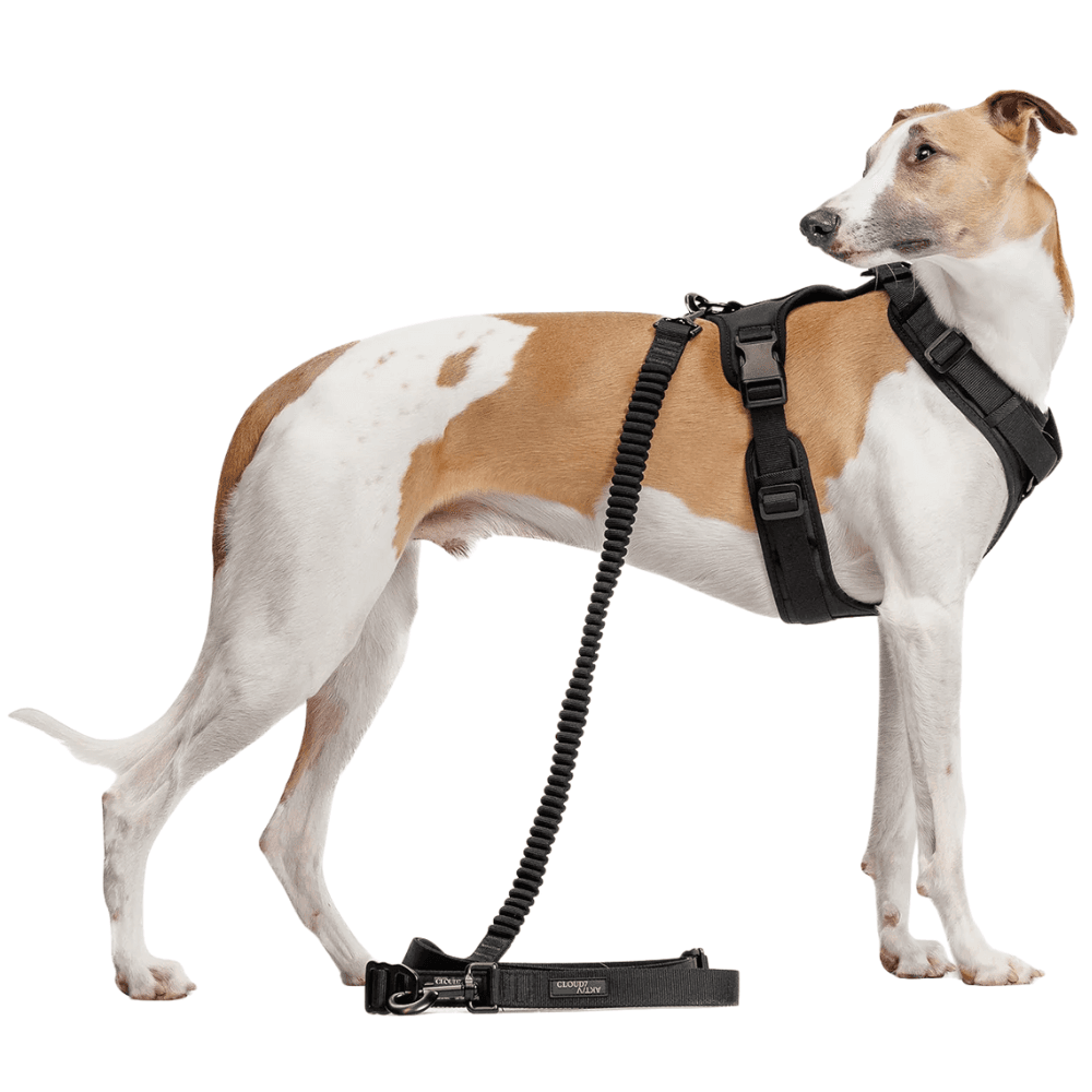 L-2-Jogging-Leash S Black, view: 4