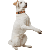 Collar Neoprene VP 35/S Copper/Grey - view: 1