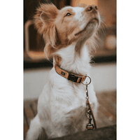 Collar Neoprene VP 50/M-L Copper/Grey - view: 2