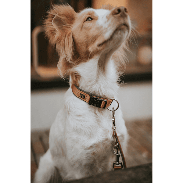 Collar Neoprene VP 40/S-M Copper/Grey, view: 2