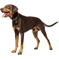 Collar Lemvig 55/M Leather Cognac/Olive Green - view: 3