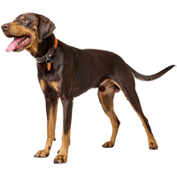 Collar Lemvig 40/S Leather Orange/Dark Brown - view: 3