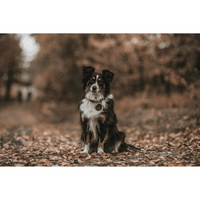 Collar Aalborg 52/M Leather Olive Green - view: 4