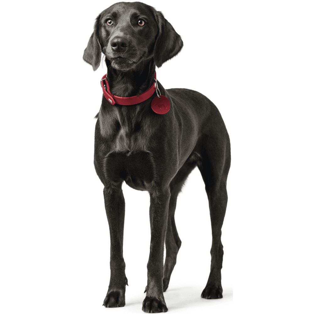 Collar Aalborg 52/M Leather Red, view: 2