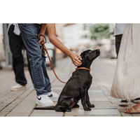 Collar Aalborg 52/M Leather Cognac - view: 3