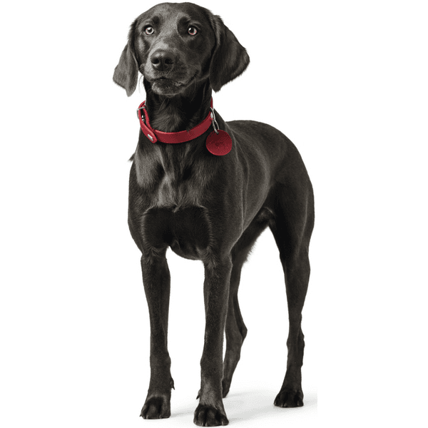 Collar Aalborg 42/S Leather Red, view: 2