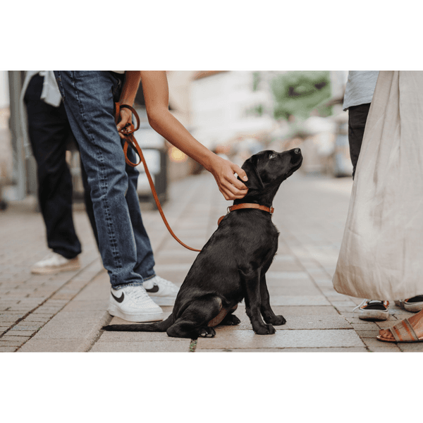 Collar Aalborg 42/S Leather Cognac, view: 2