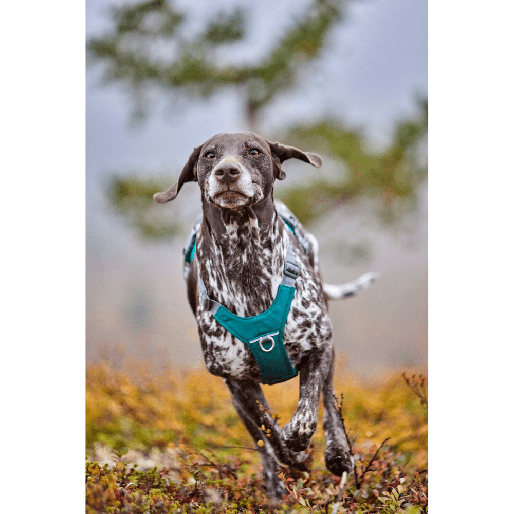 Rover Harness 45-70 cm Peacock, view: 1