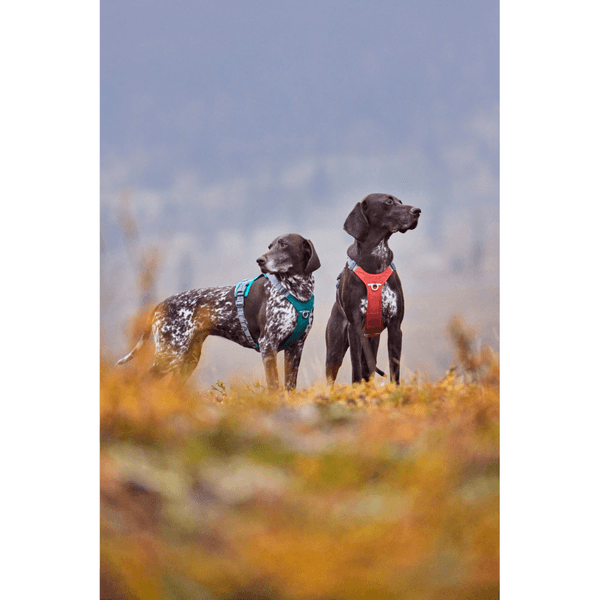 Rover Harness 45-70 cm Cinnamon, view: 2