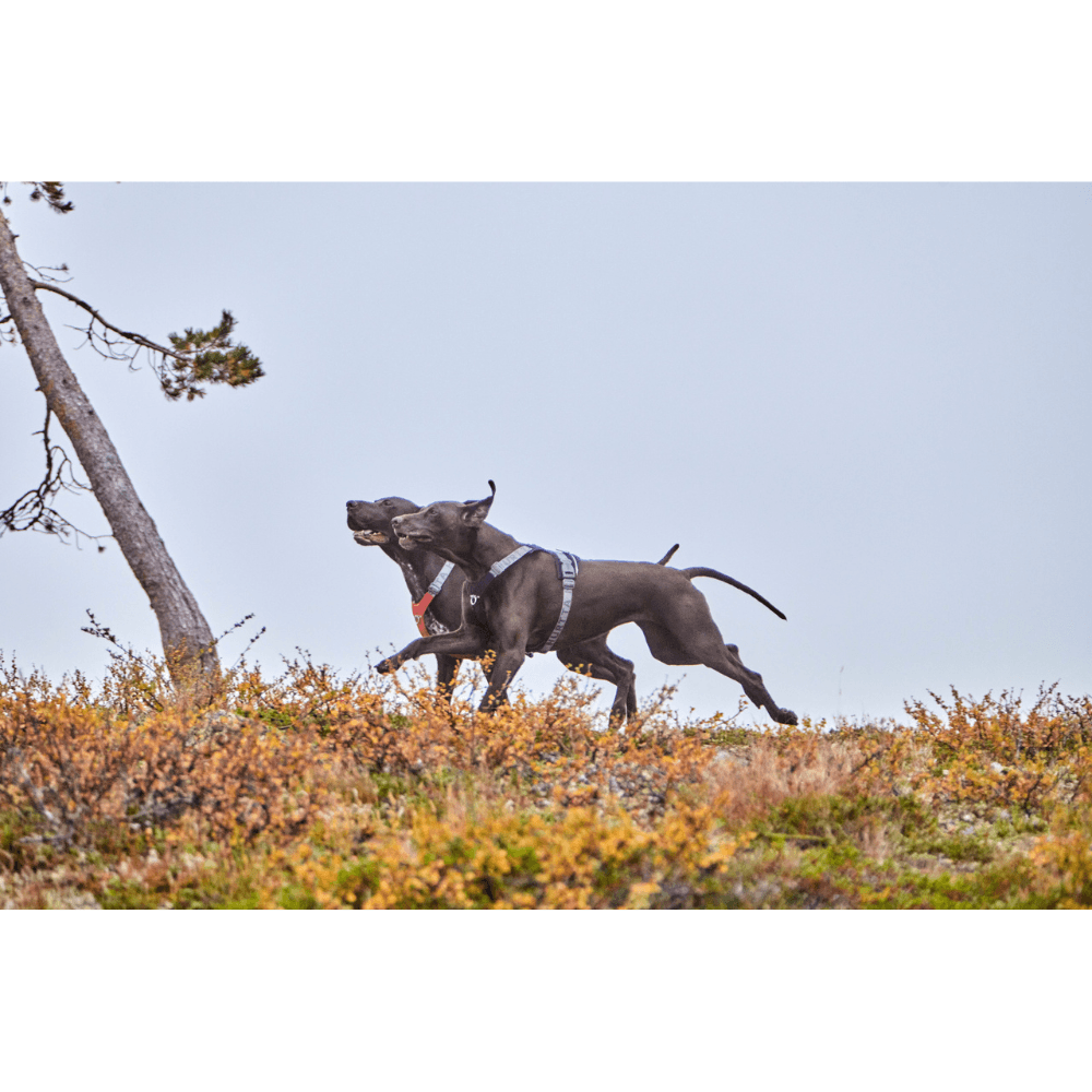 Rover Harness 45-70 cm Raven, view: 2