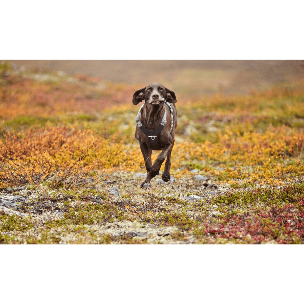 Rover Harness 45-70 cm Raven, view: 1