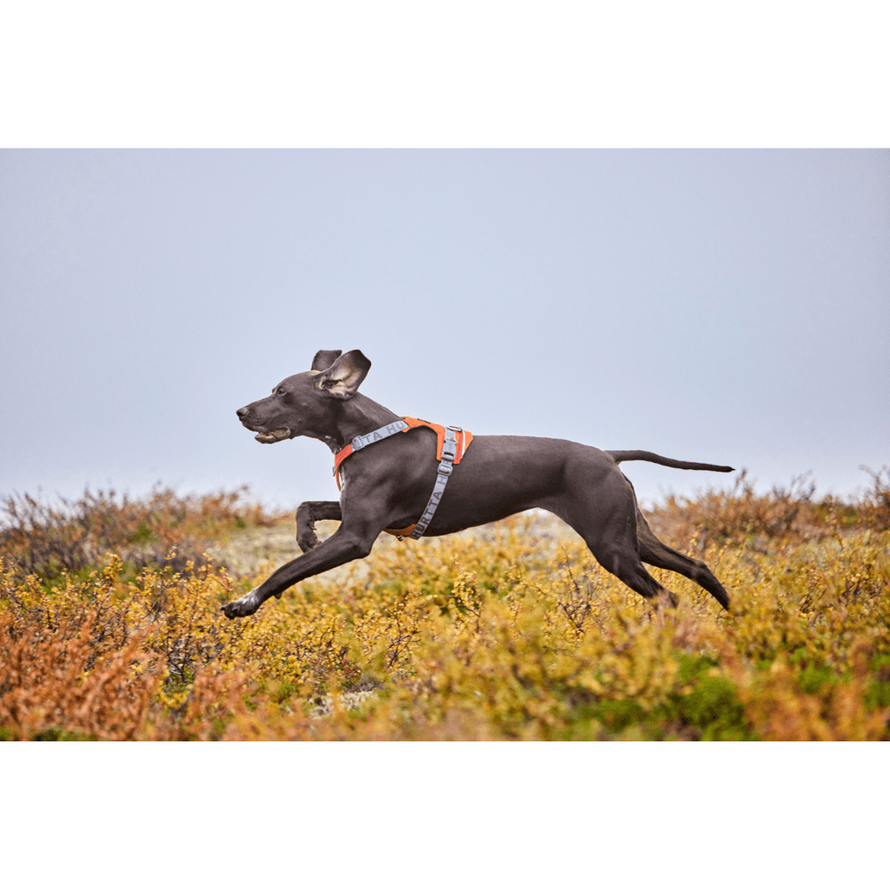 Rover Harness 65-95 cm Cinnamon, view: 3