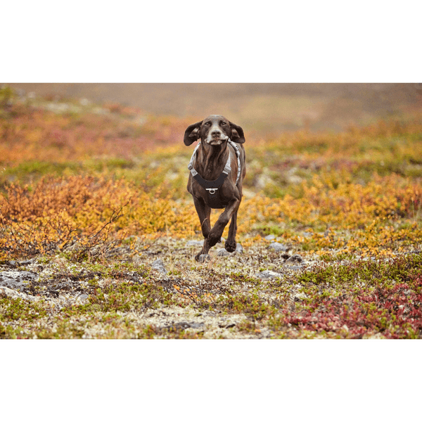 Rover Harness 65-95 cm Raven, view: 1