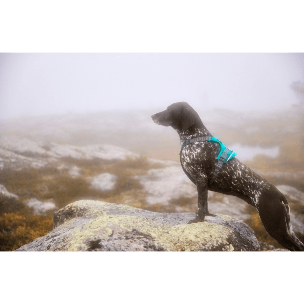 Rover Harness 65-95 cm Peacock, view: 3