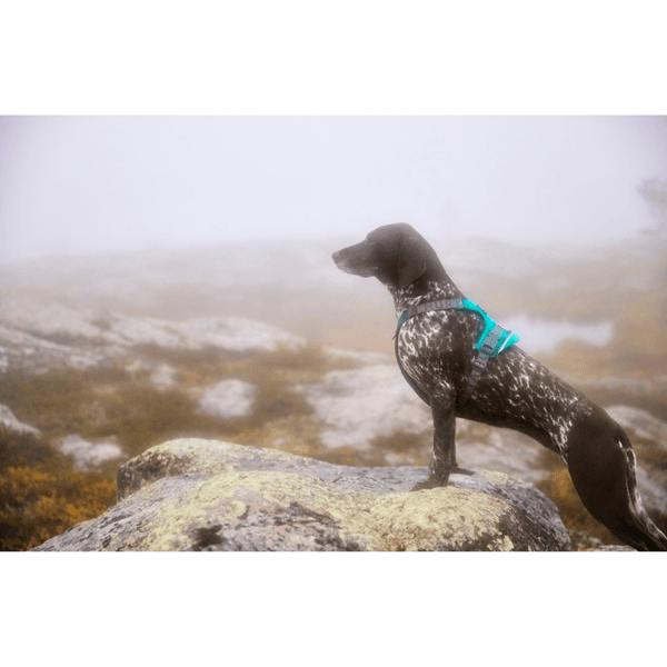 Rover Harness 65-95 cm Peacock, view: 3